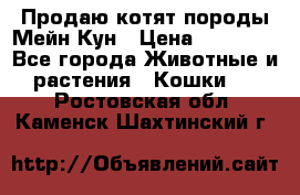 Продаю котят породы Мейн Кун › Цена ­ 12 000 - Все города Животные и растения » Кошки   . Ростовская обл.,Каменск-Шахтинский г.